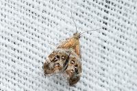 Tebenna micalis