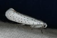Yponomeuta evonymella