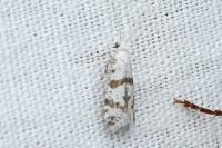 Scythropia crataegella