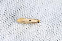 Tinea trinotella