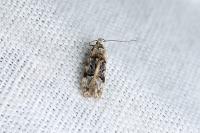 Altenia scriptella