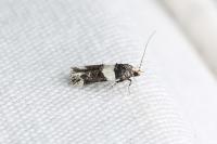 Recurvaria leucatella