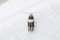 Recurvaria leucatella