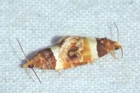 Epinotia festivana