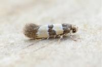 Goidanichiana jourdheuillella