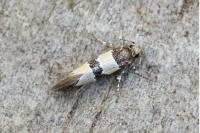 Goidanichiana jourdheuillella