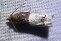 Notocelia roborana
