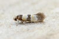Goidanichiana jourdheuillella