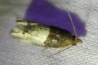 Notocelia roborana