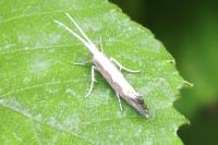Plutella xylostella