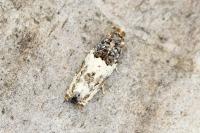 Gypsonoma dealbana