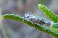 Eteobalea dohrnii