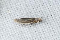 Sophronia humerella