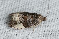 Hedya pruniana