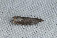 Ancylis tineana