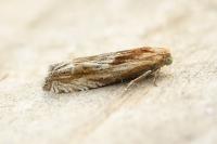 Eucosma cana