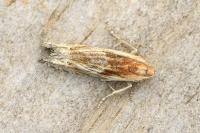 Eucosma cana