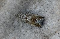 Cydia fagiglandana