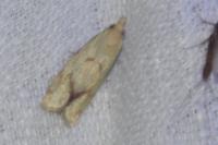 Agapeta hamana