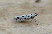 Ethmia dodecea