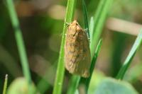 Clepsis rogana