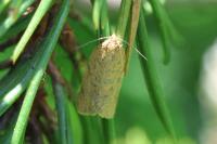 Clepsis rogana