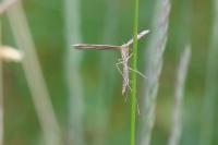Stenoptilia