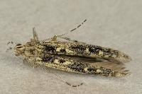 Batrachedra praeangusta