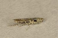 Batrachedra praeangusta