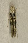 Batrachedra praeangusta