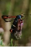 Pyropteron chrysidiforme