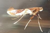 Caloptilia stigmatella