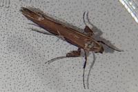 Caloptilia stigmatella