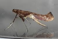 Caloptilia stigmatella