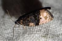Metendothenia atropunctana
