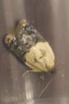 Acleris variegana