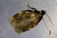 Archips xylosteana