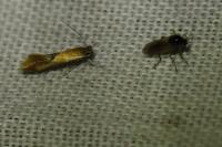 Batia lunaris