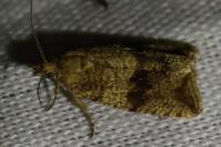 Celypha striana