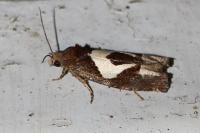 Epiblema foenella