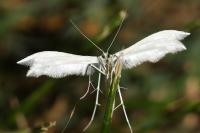 Pterophorus pentadactylus