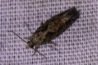 Zeiraphera isertana