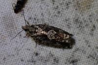 Zeiraphera isertana