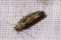 Zeiraphera isertana