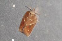 Acleris