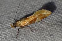 Epicallima formosella