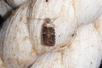 Agonopterix purpurea