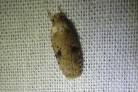 Agonopterix propinquella