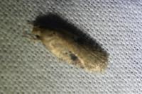 Agonopterix propinquella