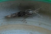 Ypsolopha scabrella